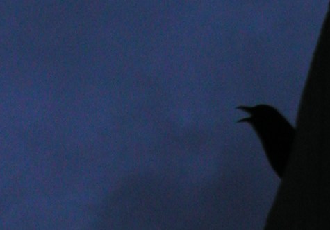 crow_head.jpg